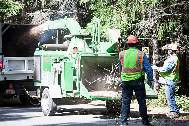 Buckhead, GA Tree Care Company